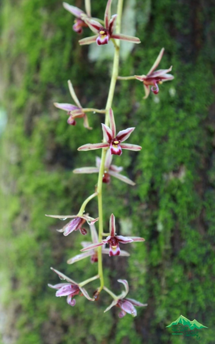 Cymbidium aloifolium (L.) Sw.